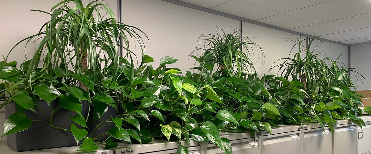 Big Plant Company office plants and artificial displays