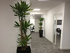 real office plants from