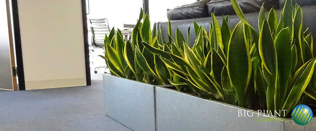 office plants from bournemouth
