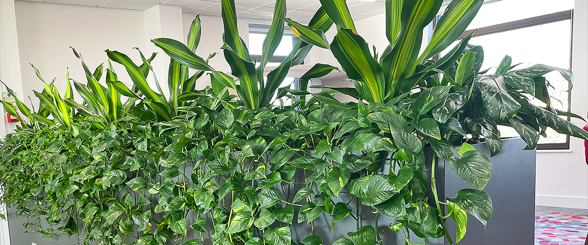 Big Plant Company office plants and artificial displays maintenance contracts