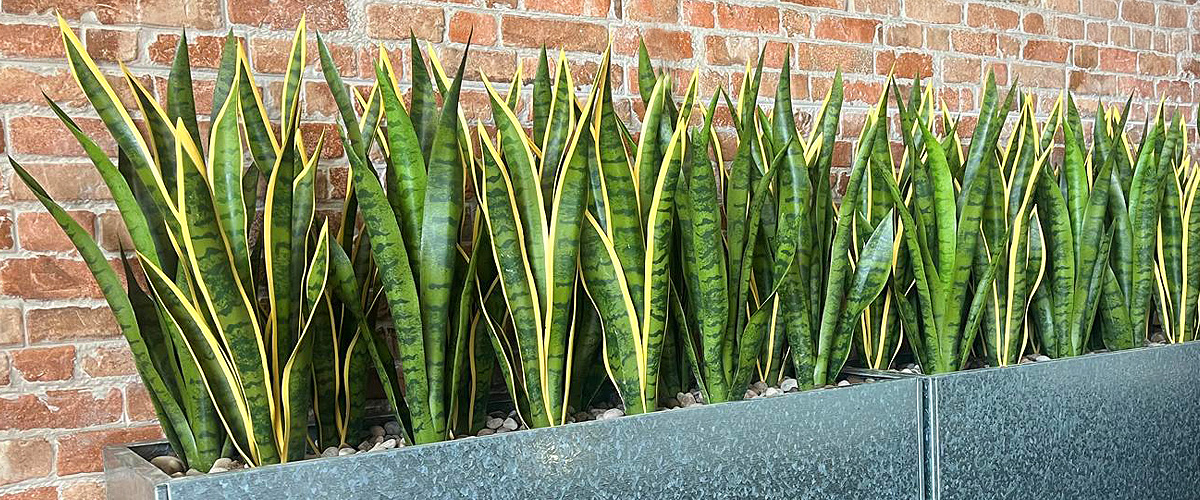 Big Plant Company office plants and artificial displays