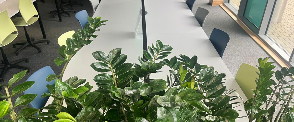 Big Plant Company office plants and artificial displays